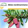 SAFLAX - Nordmann jedľa - Abies nordmanniana - 20 Semená Náhľad obrázku produktu 4