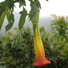 Rote Engelstrompete (Brugmansia sanguinea)  - 10 Samen Produktbild-Vorschau 1