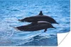 MuchoWow® Poster Delfin - Meer - Tier 180x120 cm - Produktbild-Vorschau 1
