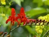 6 x Crocosmia hybr. 'Lucifer' - Krokosmia - doniczka 9 x 9 Podgląd zdjęcia produktu 3