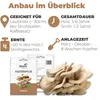 Hawlik Pilzbrut Austernpilze Dübel – 20 Pilzdübel, Pilze Produktbild-Vorschau 2