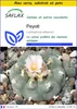 SAFLAX Ensemble de culture - Peyotl - 20 graines - Voir les images du produit 1