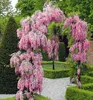 Blauregen ´ROSEA´ 50-60 cm, Cont. 1,6 l, Pflanze mit Produktbild-Vorschau 1