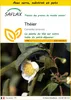 SAFLAX Ensemble de culture - Théier - 6 graines - Camellia Voir les images du produit 1