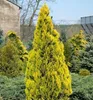 Morgenländischer Lebensbaum ´PYRAMIDALIS AUREA´ 20-30 cm, Produktbild-Vorschau 4