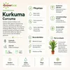 Kurkuma - Curcuma - Höhe ca. 55 cm, Topf-Ø 14 cm Produktbild-Vorschau 7