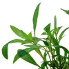 Aquarium Pflanze 3 Stück Hygrophila Siamensis 53B Produktbild-Vorschau 2