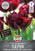 SPERLI Premium Gefüllte Frühe Tulpe Palmyra Tulipa hybrids Produktbild-Vorschau 1