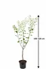 Pflaume Opal Hochstamm 100–120 cm – selbstfruchtender Produktbild-Vorschau 5