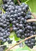 Vitis labrusca Isabella Weinrebe | Weintraube Tafeltraube Produktbild-Vorschau 2