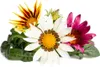 Click & Grow Click & Grow Smart Refill Gasania 3pcs Produktbild-Vorschau 1