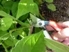 Okatsune 104 – Japanische Gartenschere mit ultra-scharfen Produktbild-Vorschau 4