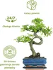 Drzewko Bonsai z Ceramiczną Doniczką -  Wiąz Chiński - Ok. Podgląd zdjęcia produktu 2