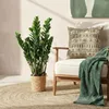 Green boutiQ - Zimmerpflanzen - Zamioculcas - ZZ-Pflanze - Produktbild-Vorschau 5