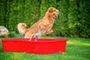 Piscine pour chiens DogsLand en forme d'os - 120 cm, rouge, Voir les images du produit 14