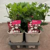 Two potted Viburnum plants are displayed in a tray. Produktbild-Vorschau