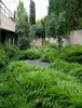 A lush garden with various green plants and a gravel path leading to stairs. Produktbild-Vorschau