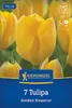 Kiepenkerl Fosteriana-Tulpe Golden Emperor 7 Zwiebeln Produktbild-Vorschau 1