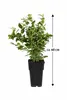 Heidelbeere Vaccinium Bluecrop ca. 60 cm – ertragreiche Produktbild-Vorschau 5