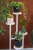 A white, multi-tiered plant stand holding six potted plants against a brown textured background. Anteprima dell’immagine prodotto