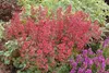 Stauden Gänge 3 x Heuchera Hybride 'Paris' im 1 Liter Topf Produktbild-Vorschau 7