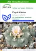 SAFLAX - Kakteen - Peyotl Kaktus  - 20 Samen - Mit Produktbild-Vorschau 1
