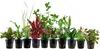 Pflanzen Set für 80l Aquarien mit 10 Topf Aquarium Produktbild-Vorschau 1