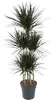 Dračí strom - Dracaena marginata "Magenta" - Karafiát - Náhled obrázku produktu 1