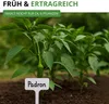 Chili Padron Samen - Capsicum annuum - Chilisamen - milde Produktbild-Vorschau 8