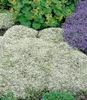 BALDUR Garten 9er Bodendecker-Set Thymian, Pflanzen im 9x9 Produktbild-Vorschau 5