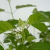A close-up view of green leaves and stems of a plant. Podgląd zdjęcia produktu