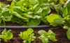 Aansluitstuk voor het Gardena Micro Drip irrigatiesysteem, Productafbeelding-voorbeeld 3