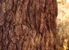 SAFLAX - Amerikanischer Amberbaum - 100 Samen - Liquidamber Produktbild-Vorschau 5