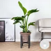 Bloomique - Strelitzia Nicolai - Roślina rajskiego ptaka - Podgląd zdjęcia produktu 2