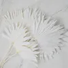 Palmsonne Getrocknete - (Palm Sun) - Gebleicht Produktbild-Vorschau 2