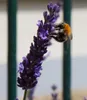 A close-up of a bumblebee on a lavender flower. Produktbild-Vorschau