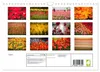Tulpen (Wandkalender 2027 DIN A4 quer), CALVENDO Produktbild-Vorschau 2