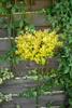 Ilex crenata 'Golden Gem', Japanische Stechpalme, goldgelb, Produktbild-Vorschau 14