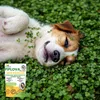 ECODECO Mikroklee Samen 500g Weiß Klee Beschichtete Clover Produktbild-Vorschau 6