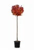 Liquidambar styraciflua Gumball, Amberbaum, Höhe:170-180 Produktbild-Vorschau 2