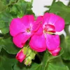 Pelargonio eretto - Pelargonium zonale - vaso da 12 cm - Anteprima dell’immagine prodotto 3