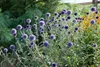 Echinops ritro, Kugeldistel, stahlblau, ca. 9x9 cm Topf Produktbild-Vorschau 12