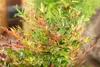 Nandina domestica, Himmelsbambus, 60–80 cm, immergrün Produktbild-Vorschau 9