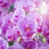 Orchideendünger 0,5L Spezial-Mineraldünger Wirksam Produktbild-Vorschau 3