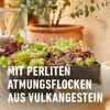 Dünger Substrat Für Kakteen 5L Compo Produktbild-Vorschau 17