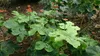 Fľaškovka (Jatropha podagrica)  – 3 semená Náhľad obrázku produktu 3
