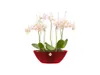 elho brussels Diamond Oval 36cm Übertopf - lovely rot Produktbild-Vorschau 7