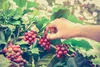 KAFELOV | Kaffeepulver Erdbeere - 250g - Aromatisiert - Süß Produktbild-Vorschau 4