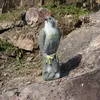 Vogelschreck Vogelabwehr Naturgetreuer Lebensgroß Falke Produktbild-Vorschau 13