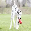 A Great Dane dog is playing with a red KONG toy in a grassy field. Anteprima dell’immagine prodotto